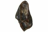 Partial Fossil Ceratopsian Dinosaur Tooth - Judith River Fm #299696-1